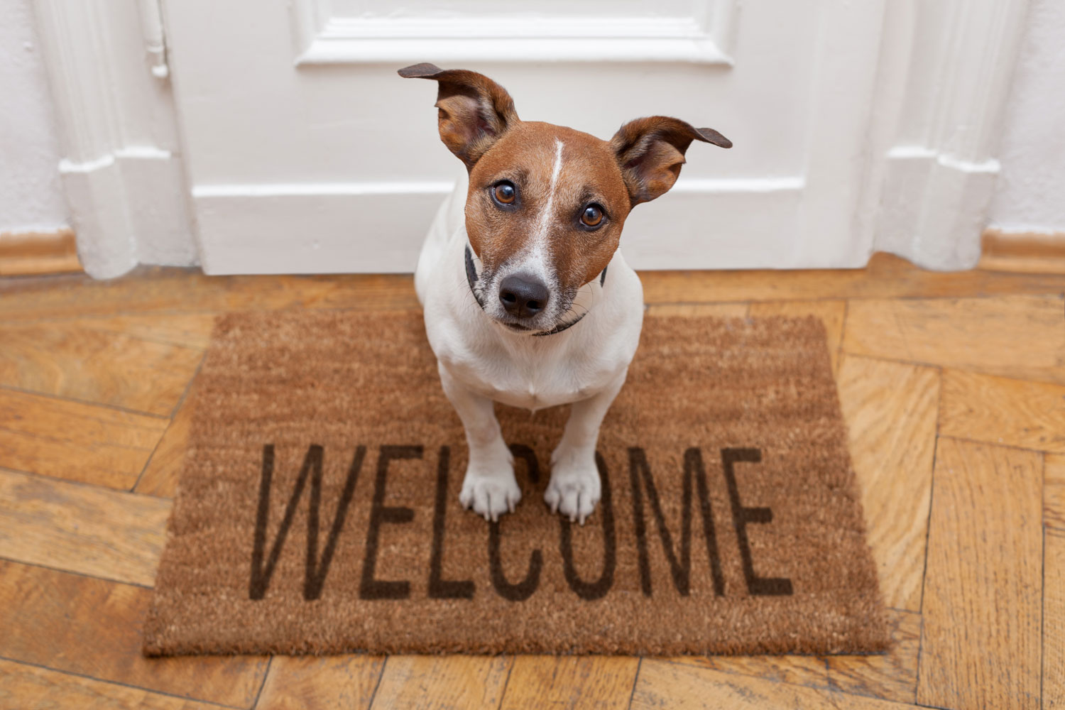 Creating A Pet-Friendly New Home