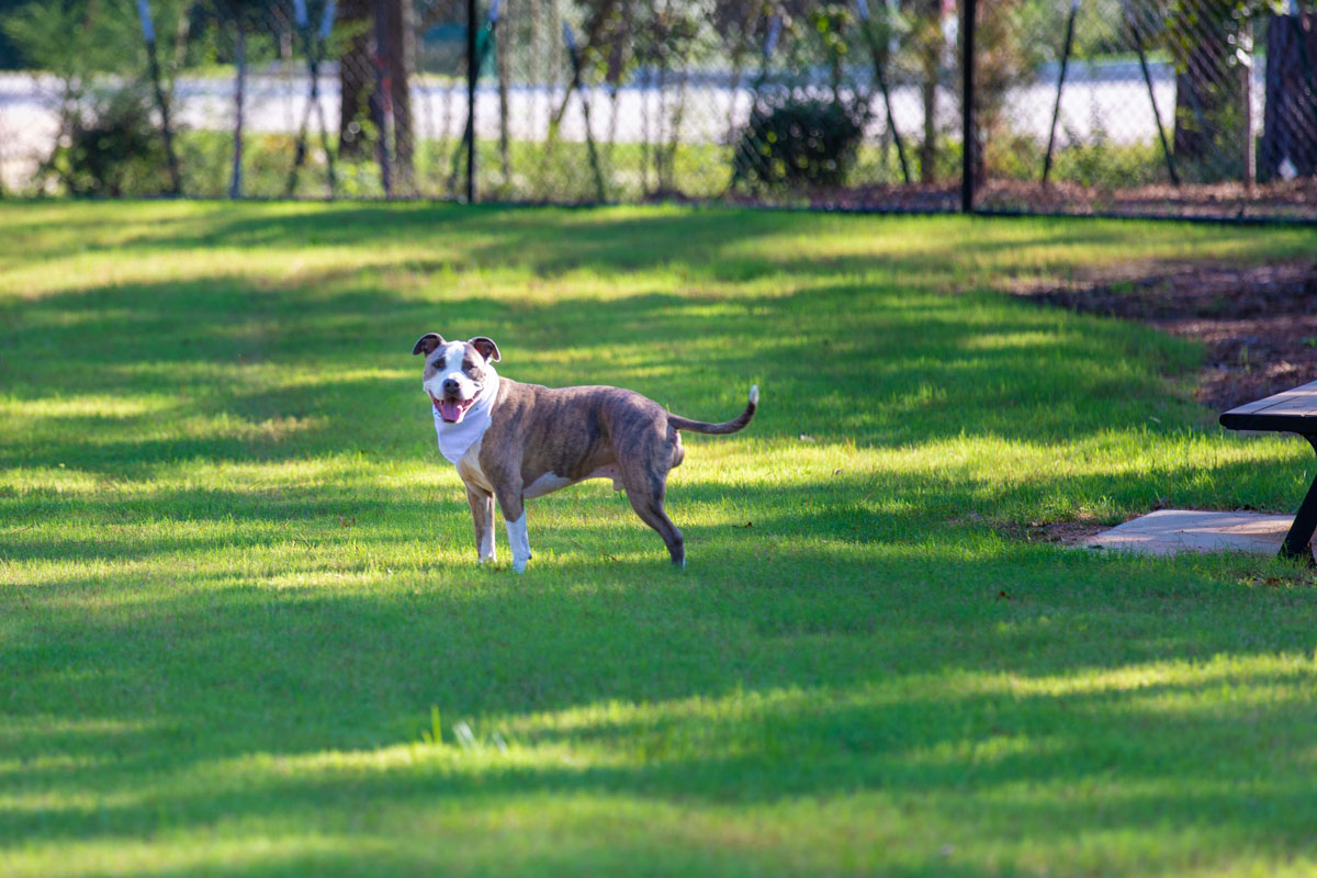 Lucy and Gus Dauzat Dog Park Offers Something to Bark About in The Woodlands Hills